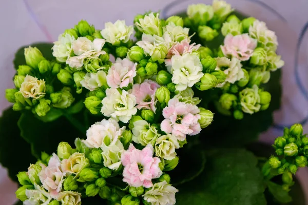 Nahaufnahme Calanchoe rosa und weiße Blumen — Stockfoto