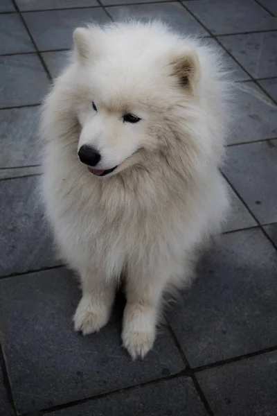 Fehér vaskos kutya. Pihés kutya — Stock Fotó