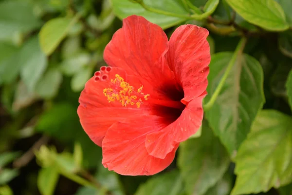 Hermoso hibisco rojo. Flor tropical exótica, Hawaii —  Fotos de Stock