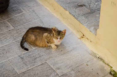 Yunanistan'ın kedi. Yunanistan yolunu yitirmek kedi.