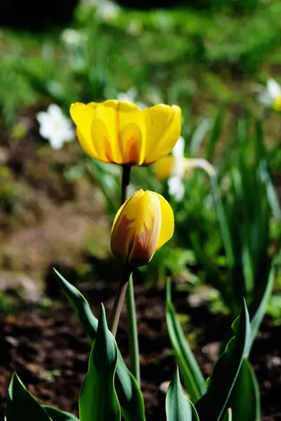 春天花园黄色郁金香的近景. — 图库照片