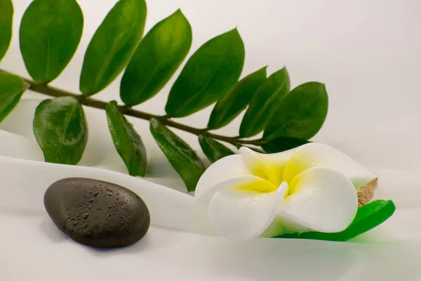 Spa ainda vida em fundo branco, relaxamento e conceito de spa. Folhas verdes e pedras molhadas pretas . — Fotografia de Stock