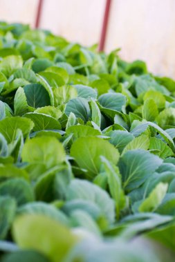 Genç lahana fideleri. Lahana fideleri sera içinde.