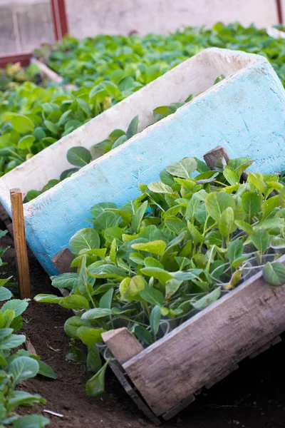 Genç lahana fideleri. Lahana fideleri sera içinde.