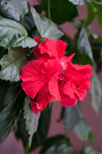 Flor de hibisco rojo. Rosa china . —  Fotos de Stock