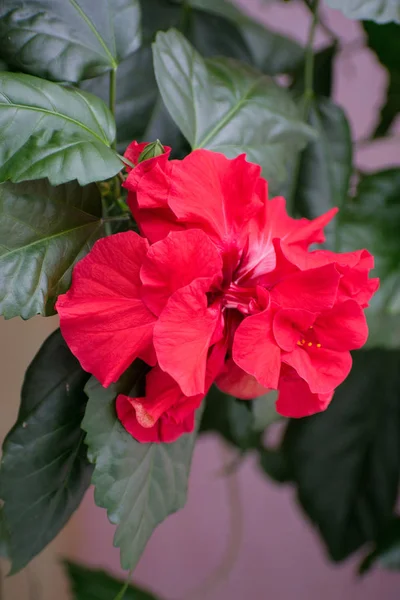 Flor de hibisco rojo. Rosa china . — Foto de Stock