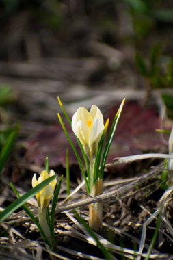 Güzel sarı Çiğdem bahçede. Taze bahar çiçekleri.