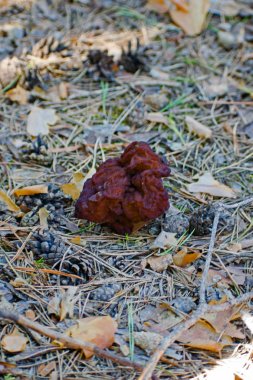Gyromitra Esculenta ormandaki yanlış morel olarak bilinen.