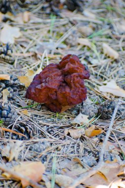 Gyromitra Esculenta ormandaki yanlış morel olarak bilinen.