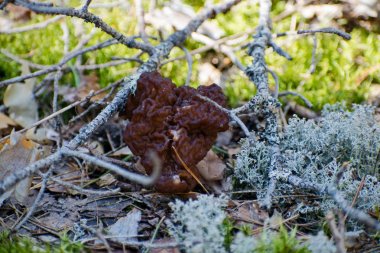 Gyromitra Esculenta ormandaki yanlış morel olarak bilinen.