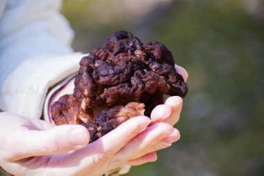 Gyromitra Esculenta ormandaki yanlış morel olarak bilinen.