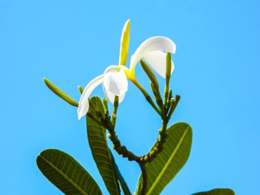 Mavi arka planda güzel açan beyaz Plumeria ağacı.