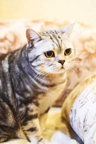 Beautiful british shorthair cat on a brown background. — Stock Photo, Image