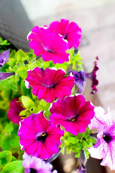 Flor de petúnia carmesim brilhante close-up. Flor rosa ou magenta close-up. Cor rosa Petúnia . — Fotografia de Stock