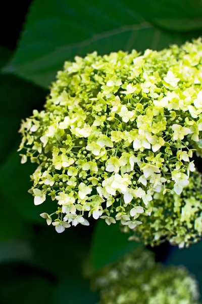 Blooming green hydrangea close-up in the park. — Stock Photo, Image