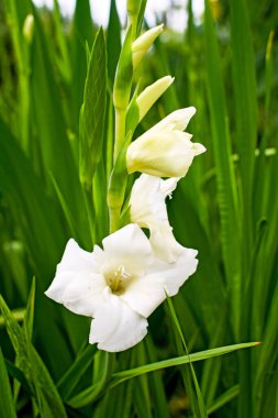 Bahçede çiçek açan güzel beyaz gladyatörler.