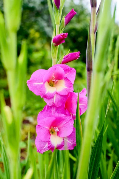 Gladiolus rosa florescendo bonito no jardim . — Fotografia de Stock