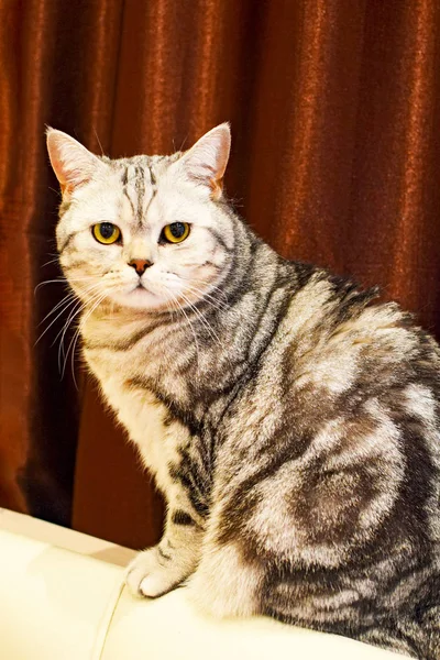 Hermoso británico taquigrafía gato sobre un marrón fondo . — Foto de Stock