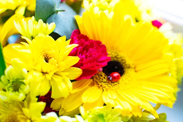 Bouquet of beautiful yellow gerberas and chrysanthemums with red carnations and ladybug. — Zdjęcie stockowe