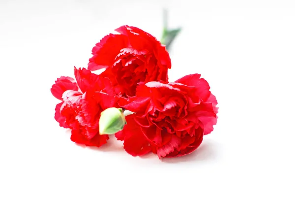 Três flores de cravo vermelho em um fundo branco — Fotografia de Stock