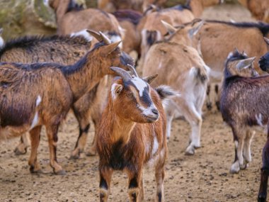Keçilerin manzarası, seçici odak