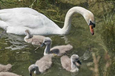 Gölde piliçlerle kuğu, seçici odak