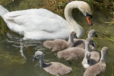 Gölde piliçlerle kuğu, seçici odak