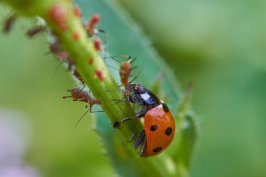 Yeşil yaprak çiçeğinin üzerindeki uğur böceği. 