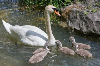 Gölde piliçlerle kuğu, seçici odak