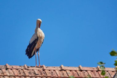 Leyleğin manzarası, seçici odak