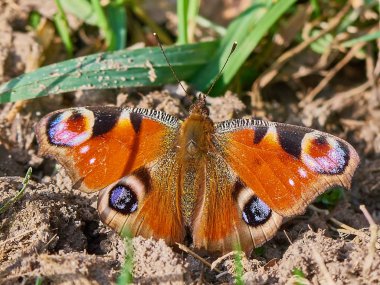 kelebeğin yakın çekim, seçici odak