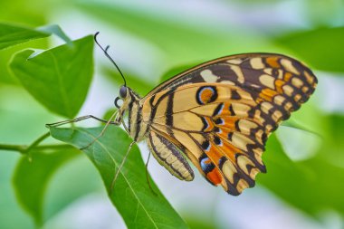 kelebeğin yakın çekim, seçici odak