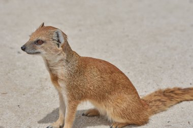 Kıyıdaki mirket, seçici odaklanma