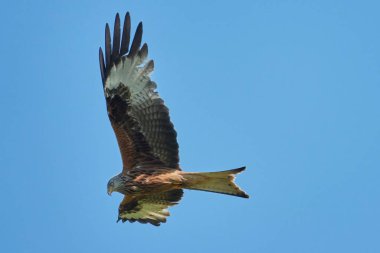 Şahin kartal mavi gökyüzüne doğru uçuyor.