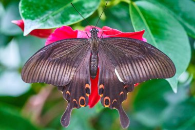 Vahşi yaşamdaki bitki üzerindeki güzel kelebeğin yakın plan görüntüsü, seçici odaklanma