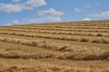 Tarladaki saman hasadı