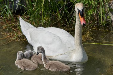 Gölde piliçlerle kuğu, seçici odak