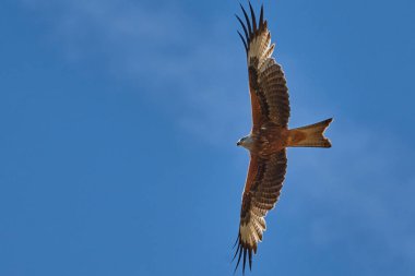 Şahin kartal mavi gökyüzüne doğru uçuyor.