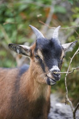 manzaralı keçi manzarası, seçici odaklanma