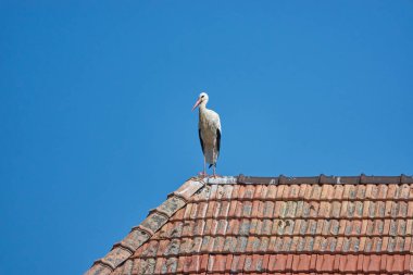 Leyleğin manzarası, seçici odak