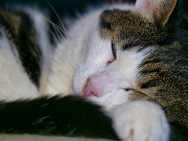 Güzel şirin kedi evde uzanıyor ve uyuyor. 