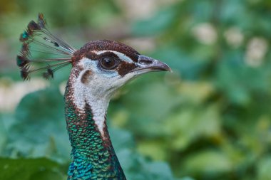 Tavus kuşunun yakın çekimi, seçici odaklanma