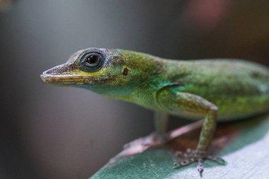 Siyah arkaplanda bukalemun kertenkelesi