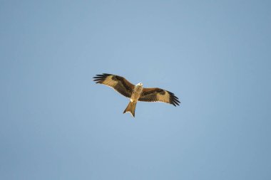 Şahin kartal mavi gökyüzüne doğru uçuyor.