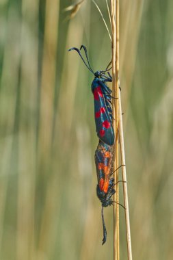 Yazın bitkilerin üzerinde çiftleşen böceklerin yakın çekim görüntüsü