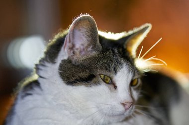 Sevimli tekir kedi kanepede yatıyor.