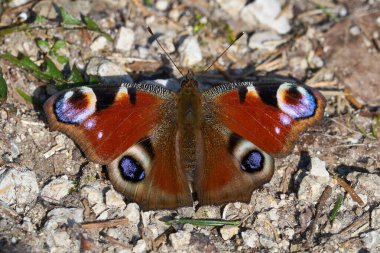 kelebeğin yakın çekim, seçici odak