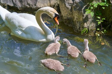 Gölde piliçlerle kuğu, seçici odak