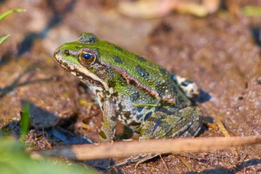 Suda yeşil kurbağa. Yakın çekim görüntüsü.