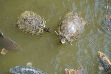 Balıklar ve kaplumbağalar gölette yüzüyor.